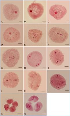 Gibberellins as a novel mutagen for inducing 2n gametes in plants